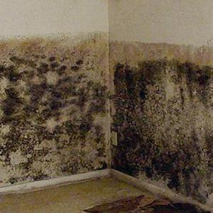 пораженные грибком и плесенбю стены помещения
